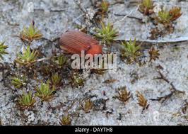 Attēlu rezultāti vaicājumam “Serica brunnea imago”