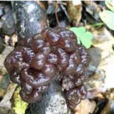 Attēlu rezultāti vaicājumam “Ascotremella faginea”