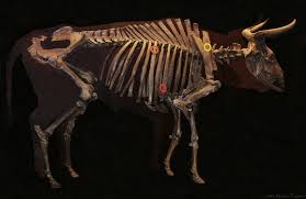 Attēlu rezultāti vaicājumam “Bos primigenius taurus”