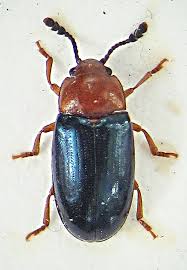 Attēlu rezultāti vaicājumam “Triplax aenea”