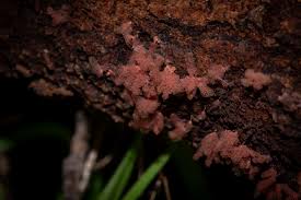 Attēlu rezultāti vaicājumam “Heterotrichia obvelata (syn. Arcyria obvelata) young”