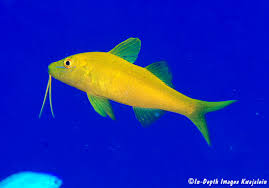 Image result for Parupeneus cyclostomus