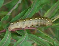 Attēlu rezultāti vaicājumam “Hyles gallii larva”