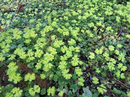 Attēlu rezultāti vaicājumam “Chrysosplenium alternifolium flower”