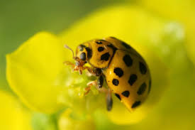 Attēlu rezultāti vaicājumam “Psyllobora vigintiduopunctata”