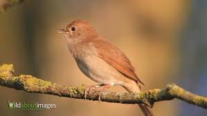 Image result for Luscinia sibilans