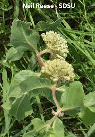 Attēlu rezultāti vaicājumam “Asclepiadaceae”