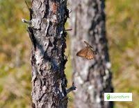 Attēlu rezultāti vaicājumam “Oeneis jutta underside”