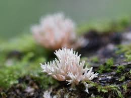 Attēlu rezultāti vaicājumam “Lentaria sp.”