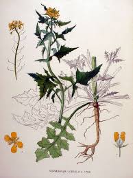 Attēlu rezultāti vaicājumam “Sisymbrium loeselii flower”