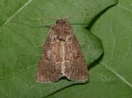 Attēlu rezultāti vaicājumam “Thalpophila matura”