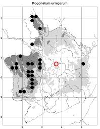 Attēlu rezultāti vaicājumam “Pogonatum urnigerum macro”
