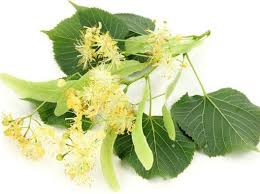 Attēlu rezultāti vaicājumam “Tilia platyphyllos subsp. cordifolia flower”