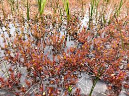 Attēlu rezultāti vaicājumam “Drosera x obovata leaf”
