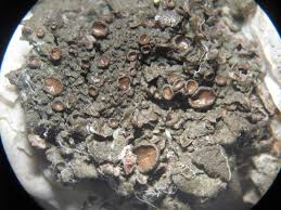 Attēlu rezultāti vaicājumam “Melanohalea olivacea”