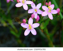 Attēlu rezultāti vaicājumam “Centaurium erythraea leaf”