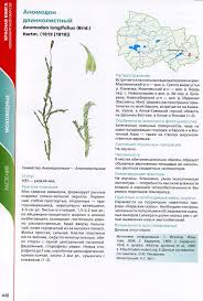 Attēlu rezultāti vaicājumam “Anomodon longifolius”