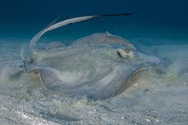 Image result for Dasyatis chrysonota