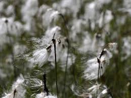Attēlu rezultāti vaicājumam “Eriophorum angustifolium flower”