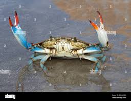 Image result for Callinectes sapidus