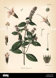 Image result for Menta x piperita