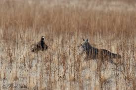 Image result for Hartlepool Coyotes