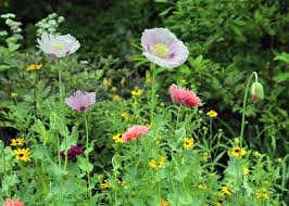 Image result for Papaver somniferum