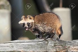 Attēlu rezultāti vaicājumam “Nyctereutes procyonoides”