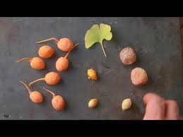 Attēlu rezultāti vaicājumam “Ginkgo biloba fruit”