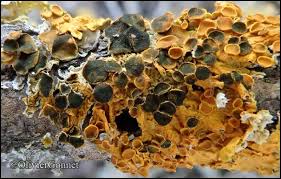 Attēlu rezultāti vaicājumam “Xanthoriicola physciae”