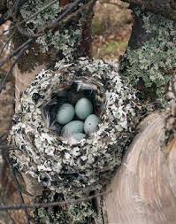 Attēlu rezultāti vaicājumam “Fringilla coelebs nest”