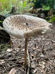 Attēlu rezultāti vaicājumam “Macrolepiota rhacodes”