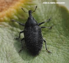 Attēlu rezultāti vaicājumam “Larinus sp.”