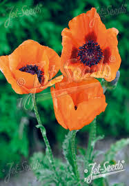 Image result for Papaver orientale