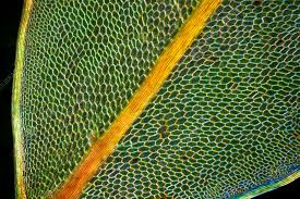 Attēlu rezultāti vaicājumam “Cinclidium stygium”