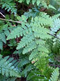 Attēlu rezultāti vaicājumam “Dryopteris expansa”