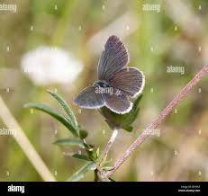 Attēlu rezultāti vaicājumam “Cupido minimus female”