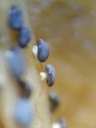 Attēlu rezultāti vaicājumam “Diderma hemisphaericum”