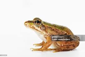 Attēlu rezultāti vaicājumam “Pelophylax”