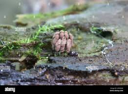 Attēlu rezultāti vaicājumam “Craterium leucocephalum stalked”
