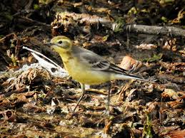 Attēlu rezultāti vaicājumam “Motacilla citreola male”