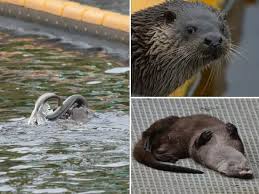 Image result for Eltham Otters