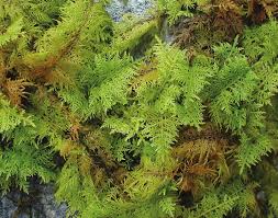 Attēlu rezultāti vaicājumam “Thuidium tamariscinum”