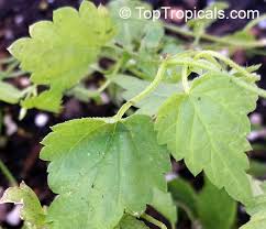 Attēlu rezultāti vaicājumam “Humulus lupulus leaf”