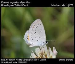 Attēlu rezultāti vaicājumam “Everes argiades underside”