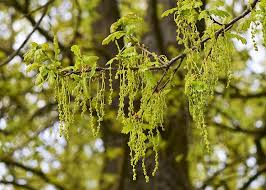 Attēlu rezultāti vaicājumam “Quercus robur female flower”