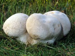 Attēlu rezultāti vaicājumam “Calvatia utriformis”
