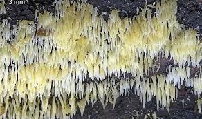 Attēlu rezultāti vaicājumam “Mucronella”