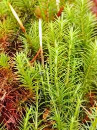 Attēlu rezultāti vaicājumam “Polytrichum strictum”