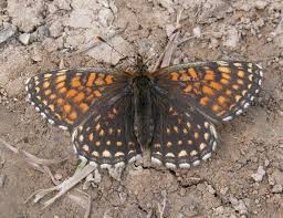 Attēlu rezultāti vaicājumam “Melitaea diamina”